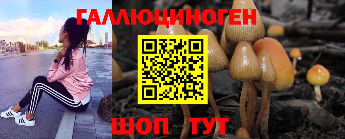 Галлюциногенные грибы Psilocybine cubensis Чернушка